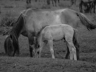Vahşi atlar Westphalia 'da