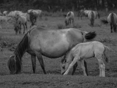 Vahşi atlar Westphalia 'da