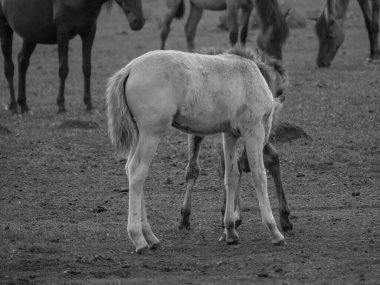 Vahşi atlar Westphalia 'da