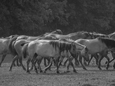 Vahşi atlar Westphalia 'da