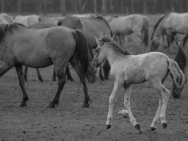 Vahşi atlar Westphalia 'da