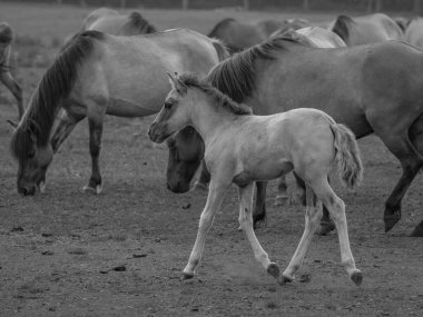 Vahşi atlar Westphalia 'da