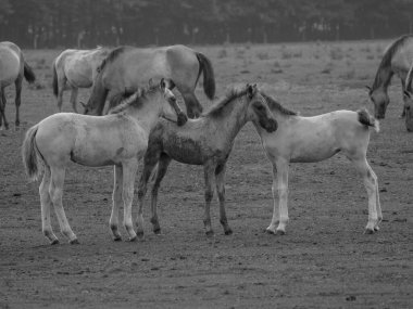 Vahşi atlar Westphalia 'da