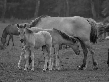 Vahşi atlar Westphalia 'da