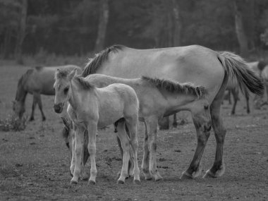 Vahşi atlar Westphalia 'da