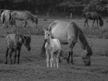 Vahşi atlar Westphalia 'da