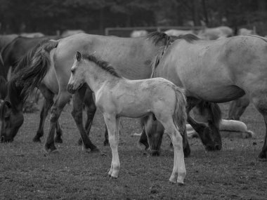 Vahşi atlar Westphalia 'da