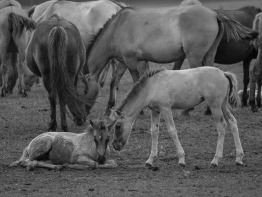 Vahşi atlar Westphalia 'da
