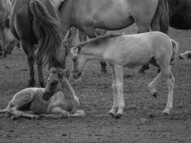 Vahşi atlar Westphalia 'da