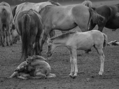 Vahşi atlar Westphalia 'da