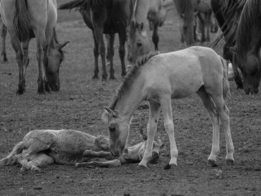 Vahşi atlar Westphalia 'da