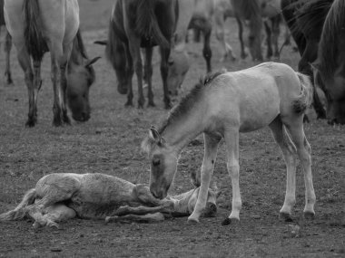 Vahşi atlar Westphalia 'da