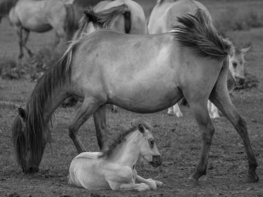 Vahşi atlar Westphalia 'da