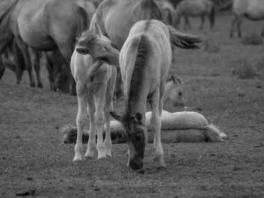 Vahşi atlar Westphalia 'da