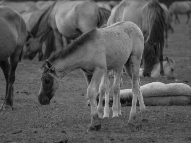 Vahşi atlar Westphalia 'da