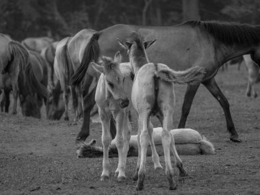 Vahşi atlar Westphalia 'da