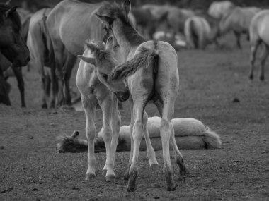 Vahşi atlar Westphalia 'da