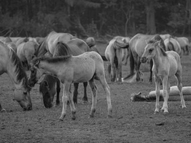 Vahşi atlar Westphalia 'da