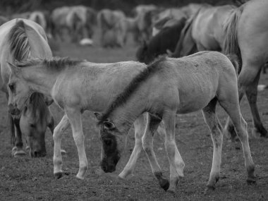 Vahşi atlar Westphalia 'da