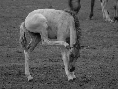 Vahşi atlar Westphalia 'da