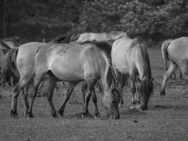 Vahşi atlar Westphalia 'da