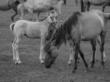 Vahşi atlar Westphalia 'da