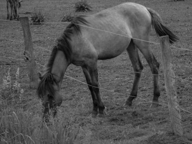 Vahşi atlar Westphalia 'da