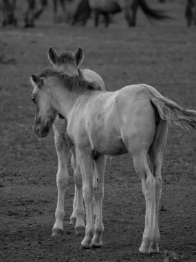 Vahşi atlar Westphalia 'da