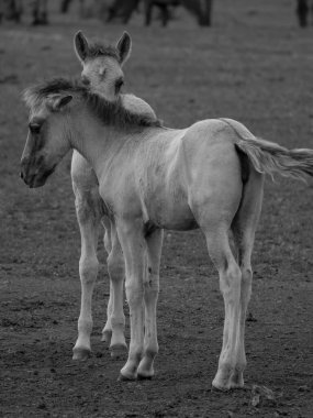 Vahşi atlar Westphalia 'da