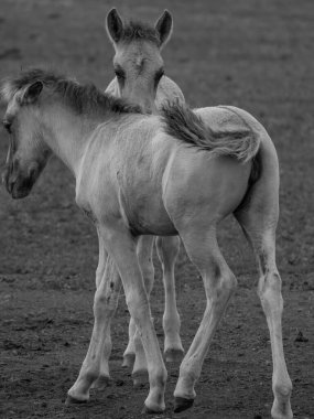 Vahşi atlar Westphalia 'da