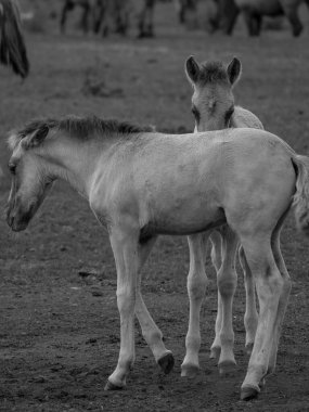 Vahşi atlar Westphalia 'da