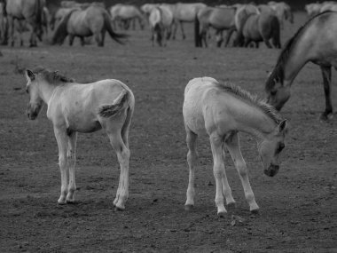 Vahşi atlar Westphalia 'da