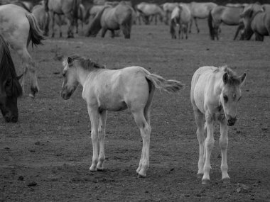 Vahşi atlar Westphalia 'da