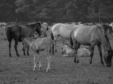 Almanya'da Vahşi atlar