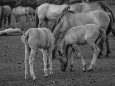 Almanya'da Vahşi atlar