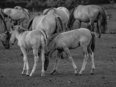 Almanya'da Vahşi atlar