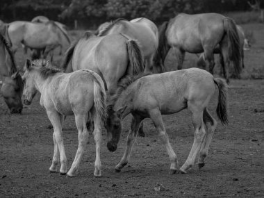 Almanya'da Vahşi atlar