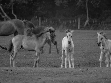 Almanya'da Vahşi atlar