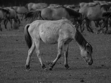 Almanya'da Vahşi atlar