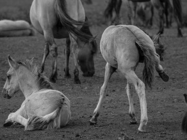 Almanya'da Vahşi atlar