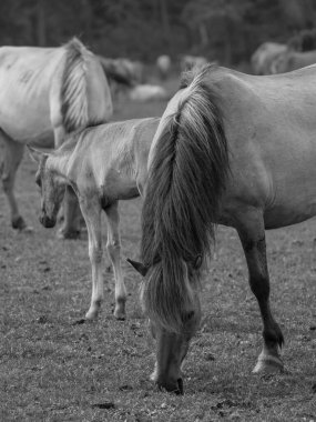 Almanya'da Vahşi atlar