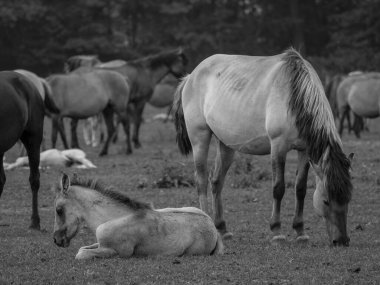 Almanya'da Vahşi atlar