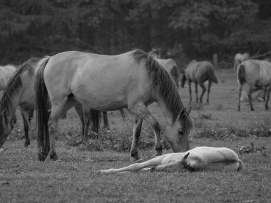 Almanya'da Vahşi atlar