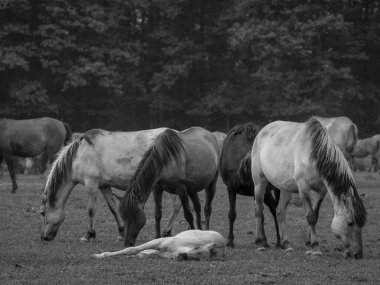 Almanya'da Vahşi atlar