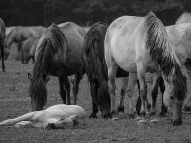 Almanya'da Vahşi atlar