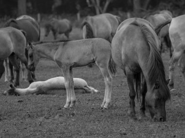 Almanya'da Vahşi atlar