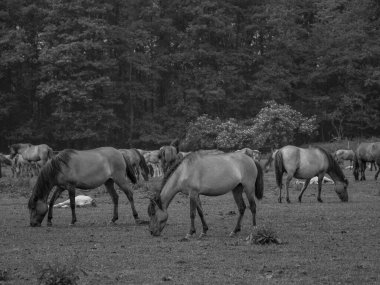 Almanya'da Vahşi atlar
