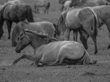 Almanya'da Vahşi atlar