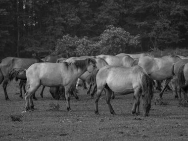 Almanya'da Vahşi atlar