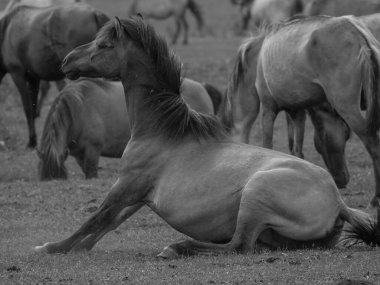 Almanya'da Vahşi atlar